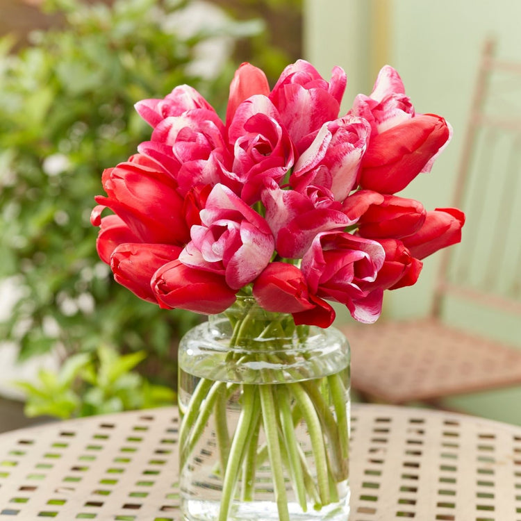 Tulip Single Late Sorbet