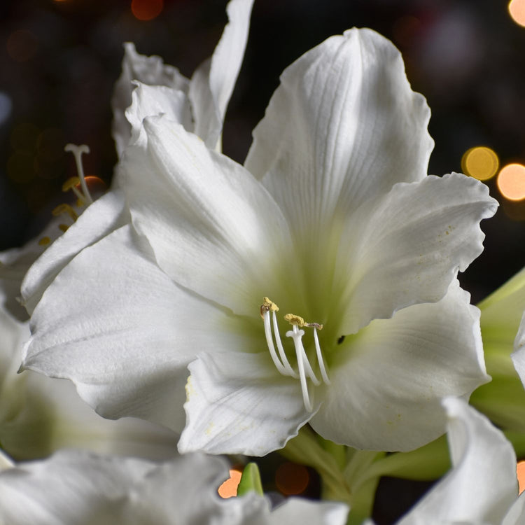 Amaryllis Single White Candle
