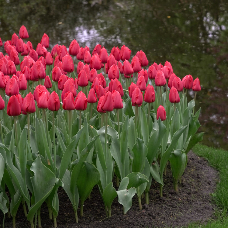 Tulip Darwin Hybrid Red Impression - Bulk Offer