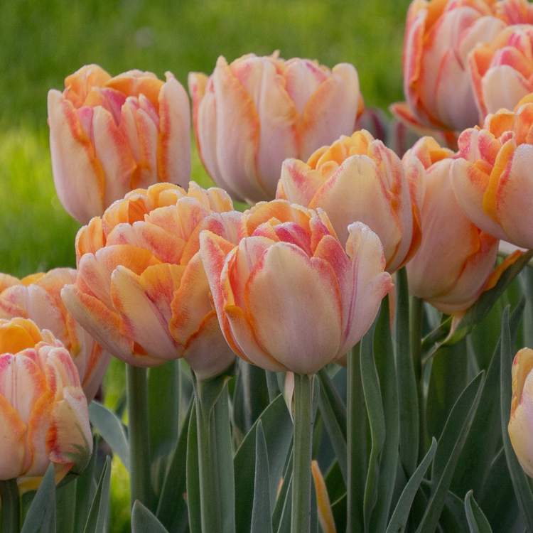 Tulip Double Early Foxy Foxtrot