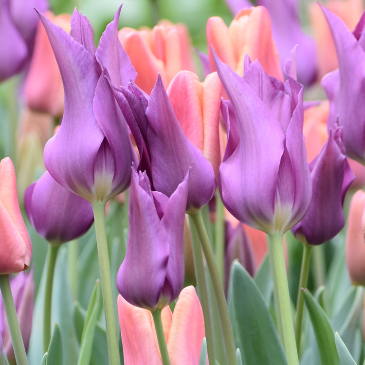 Tulip Lily Flowering Purple Dream