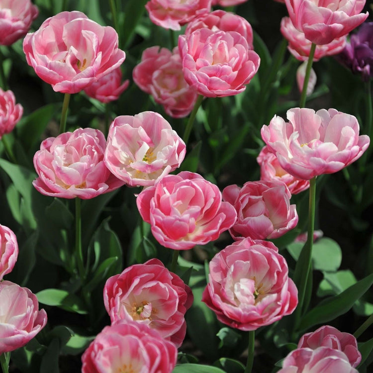 Tulip Double Late Vogue