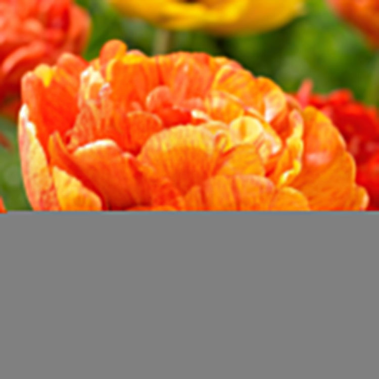 One orange sunlover double late tulip