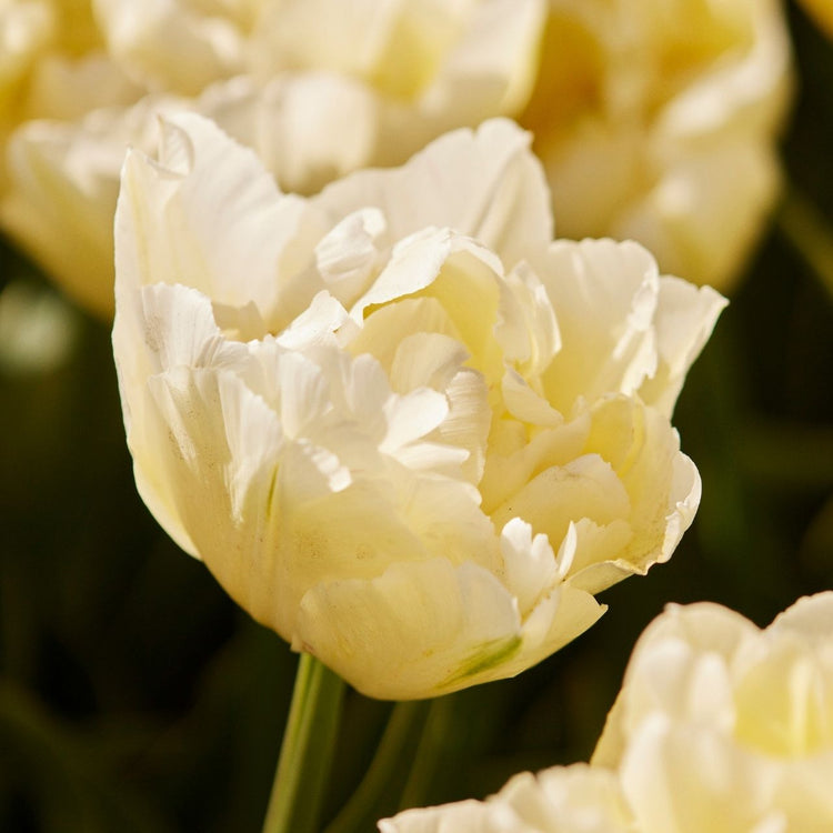 Tulip Double Early Verona Ice