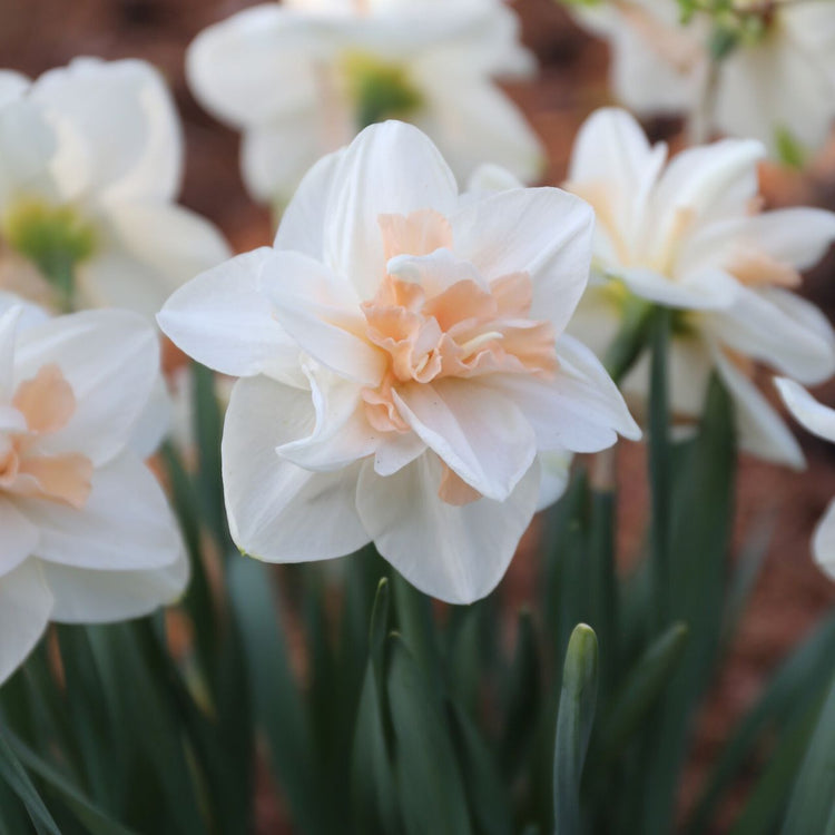 Daffodil Double Delnashaugh