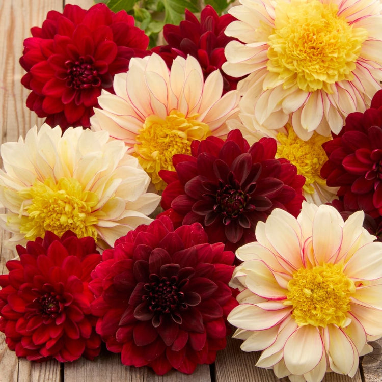 Dahlia Assorted Polka & Arabian Night