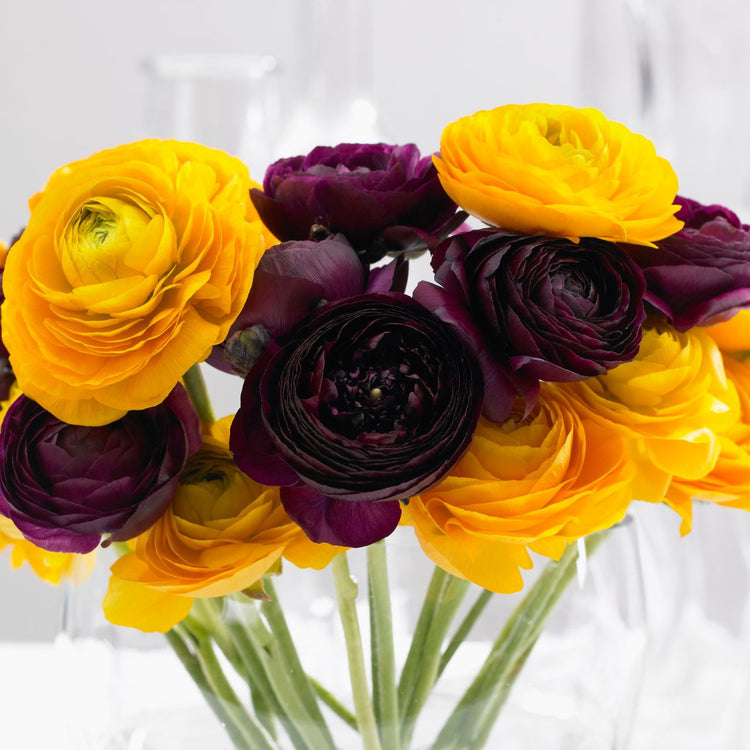 Ranunculus Tomer Purple & Yellow (Fall)