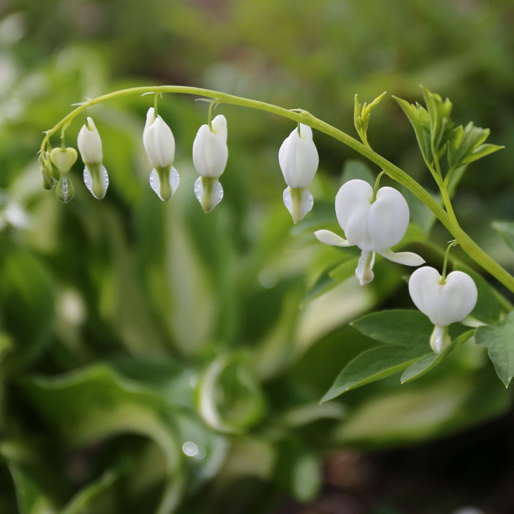 The dangling white flowers of Dicentra spectabilis Alba, also known as old fashioned bleeding heart.