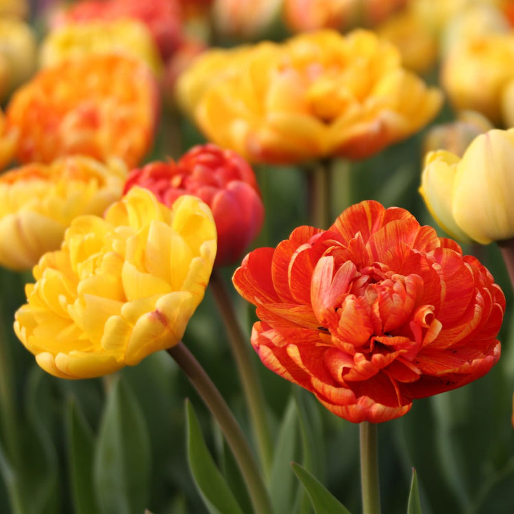 Tulip Double Late Yellow Pomponette & Sun Lover