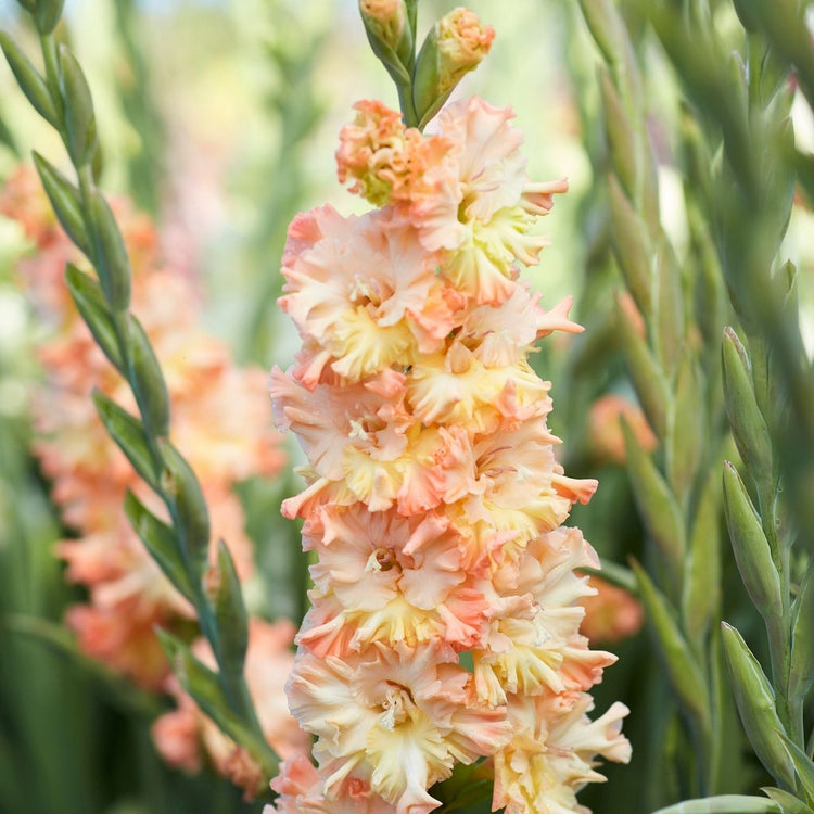 Gladiolus Great Queen Elizabeth