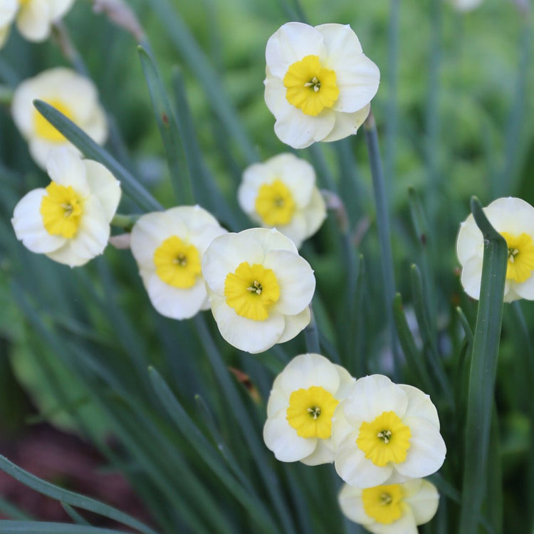 Daffodil Jonquilla Sun Disc