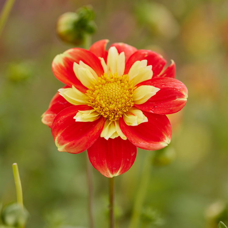 Dahlia Collarette Pooh