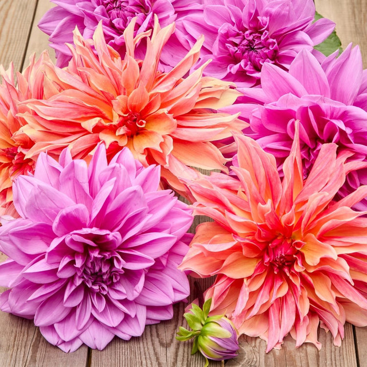 Dahlia Decorative Labyrinth & Lilac Time