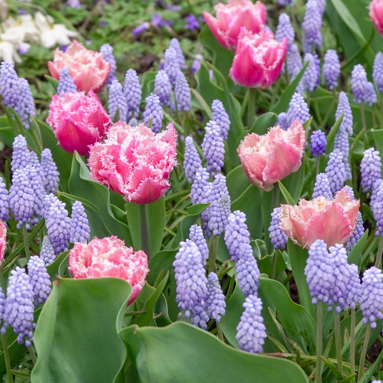 Muscari Valerie Finnis & Tulip Queensland