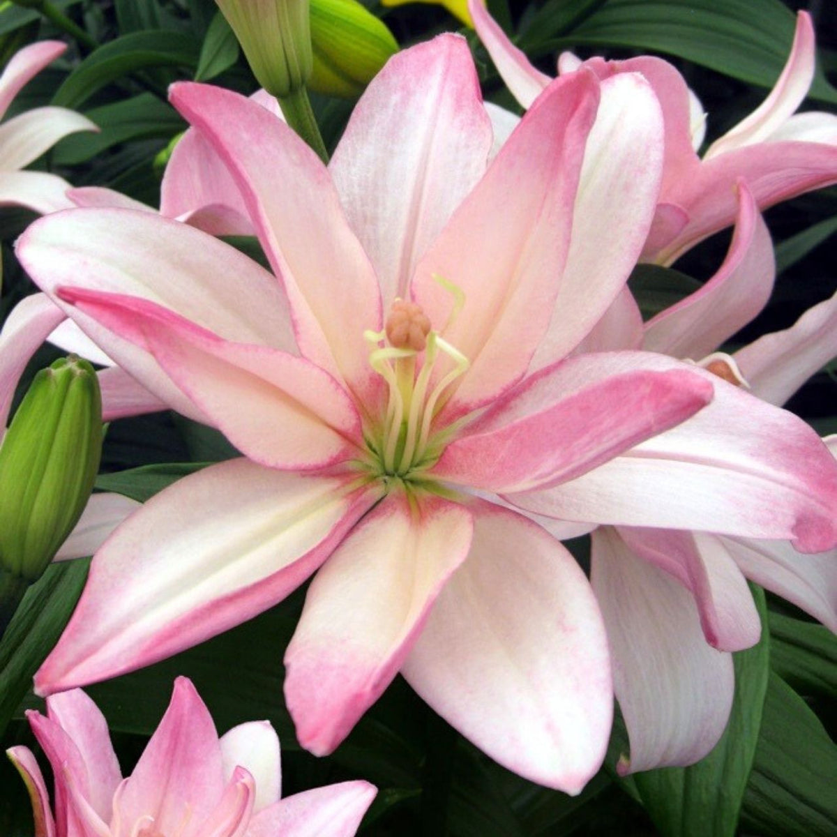 spring pink double asiatic lily Lily Double Asiatic Bentley (Spring)