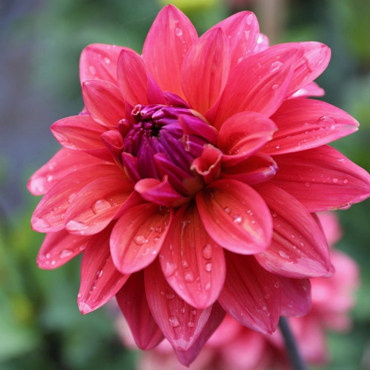 Decorative dahlia American Dawn, showing a single blossom with deep coral pink petals that are darker at the center and display purple undertones.