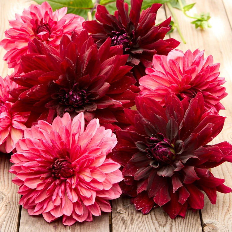 Dahlia Decorative Bacardi & Rip City