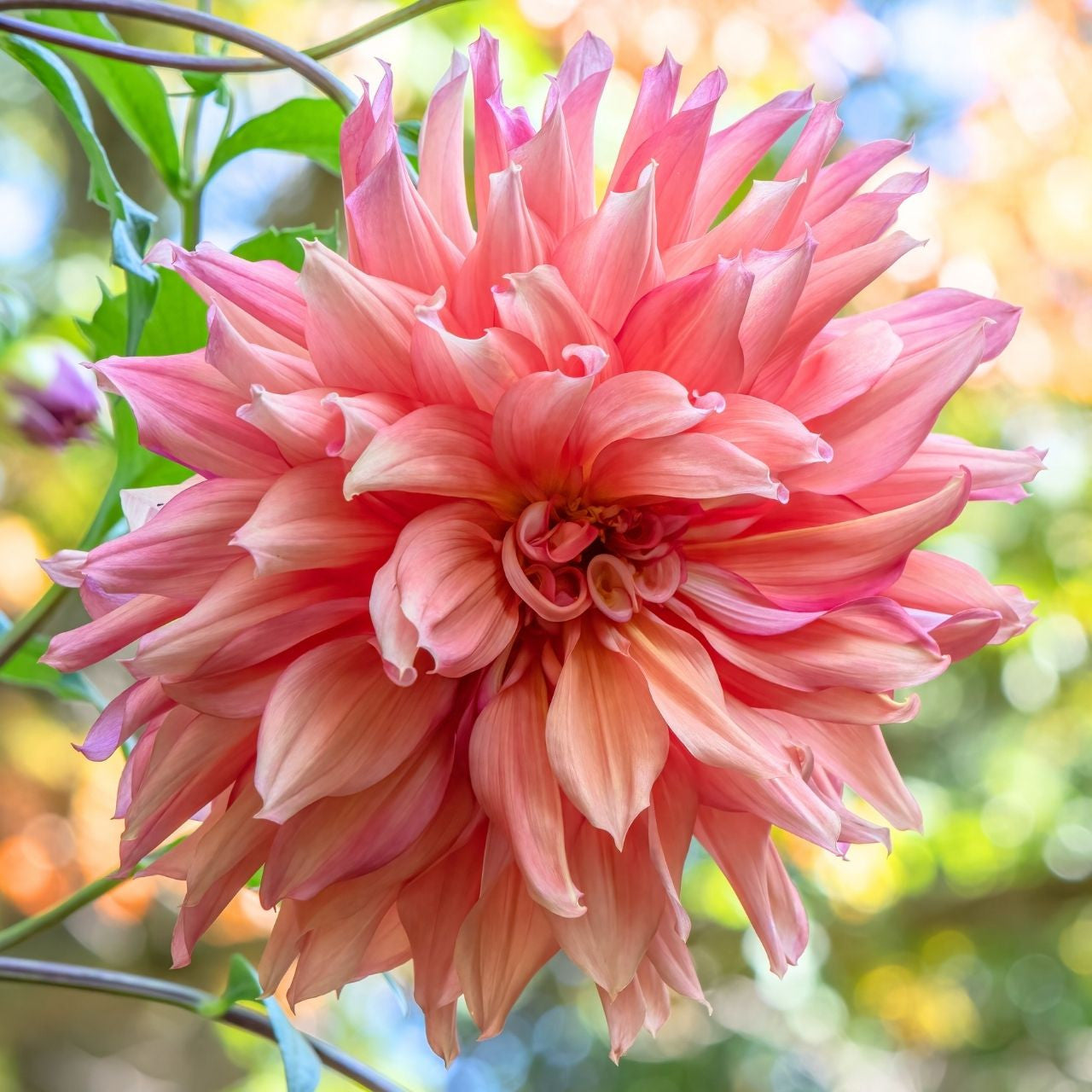 Dahlia Dinnerplate Belle of Barmera - 2 tuber clumps - Longfield