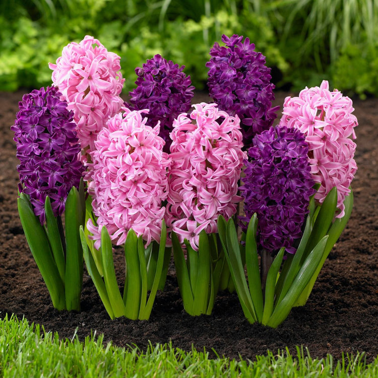 A planting of fragrant, spring-blooming hyacinths in the colors of plum and pink, featuring varieties Woodstock and Pink Pearl.