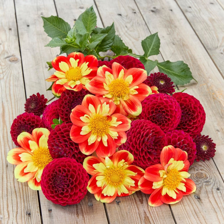 Dahlia Assorted Pooh & Cornel