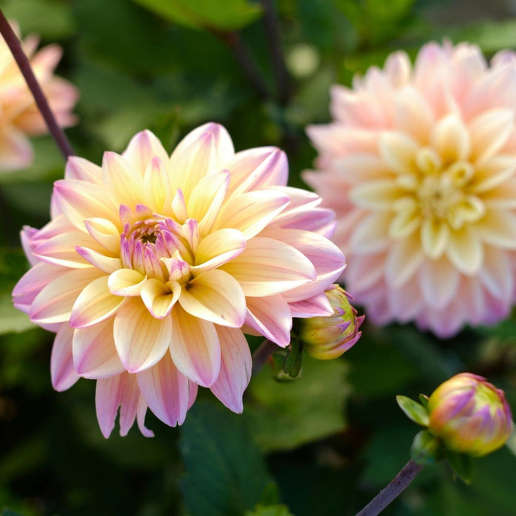 Dahlia Decorative Mondriaan