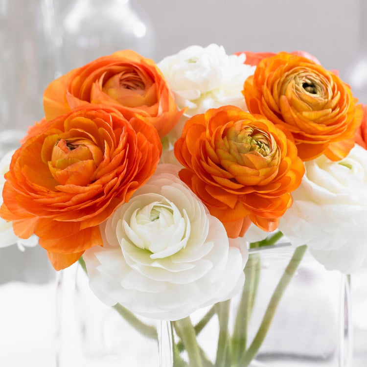 Ranunculus Tomer Orange & White (Fall)