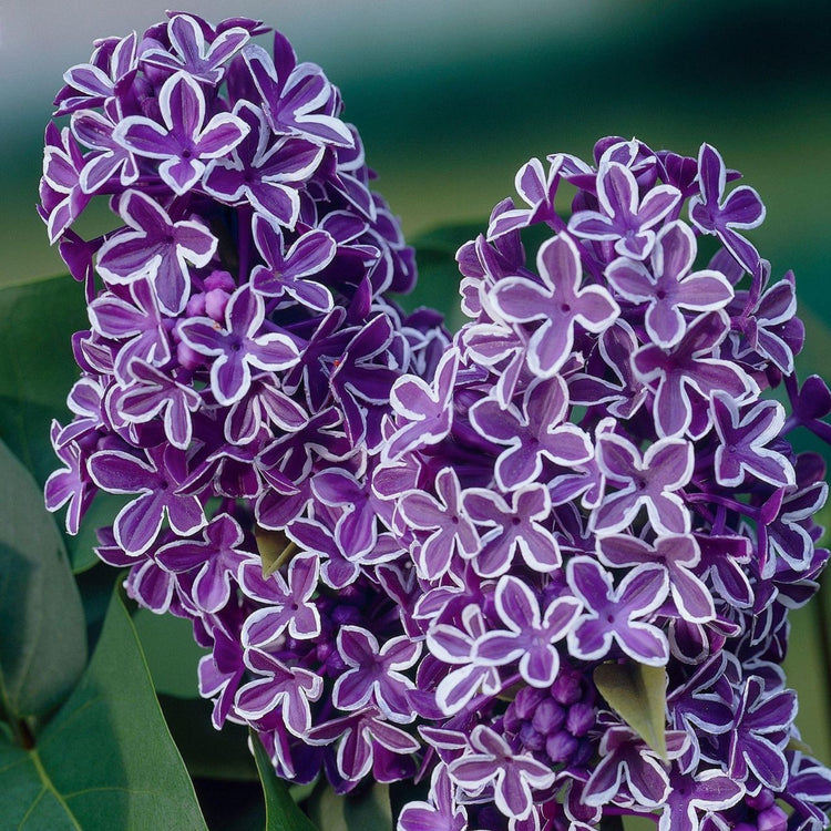 Close up on the purple and white flower clusters of Syringa vulgaris Sensation, the first bicolor lilace.