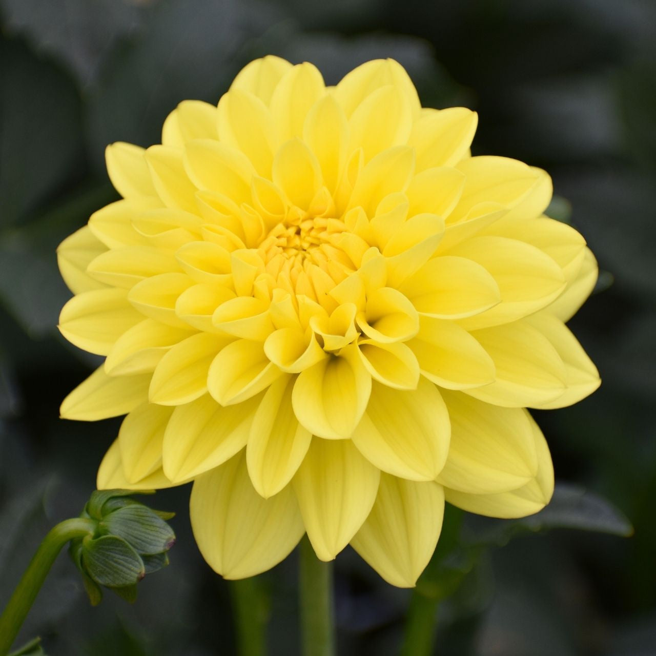 Dahlia Decorative Sun Lady - 2 tuber clumps - Longfield Gardens
