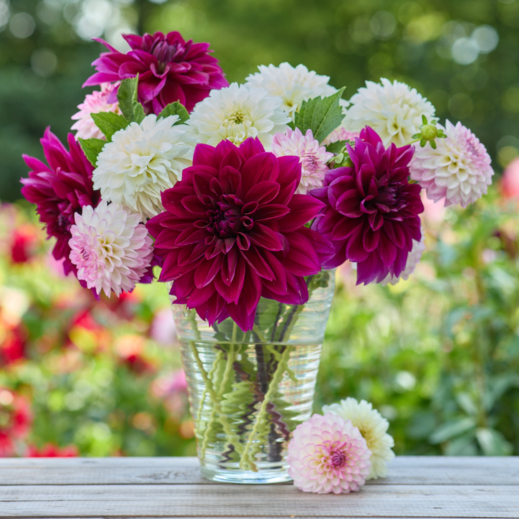Dahlia Assorted Evening Elegance Collection