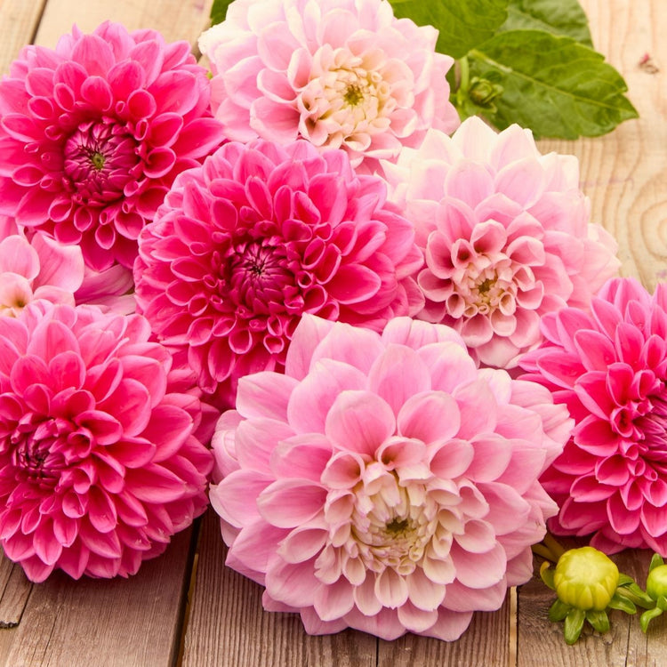 Dahlia Assorted Sweet Love & Sandra