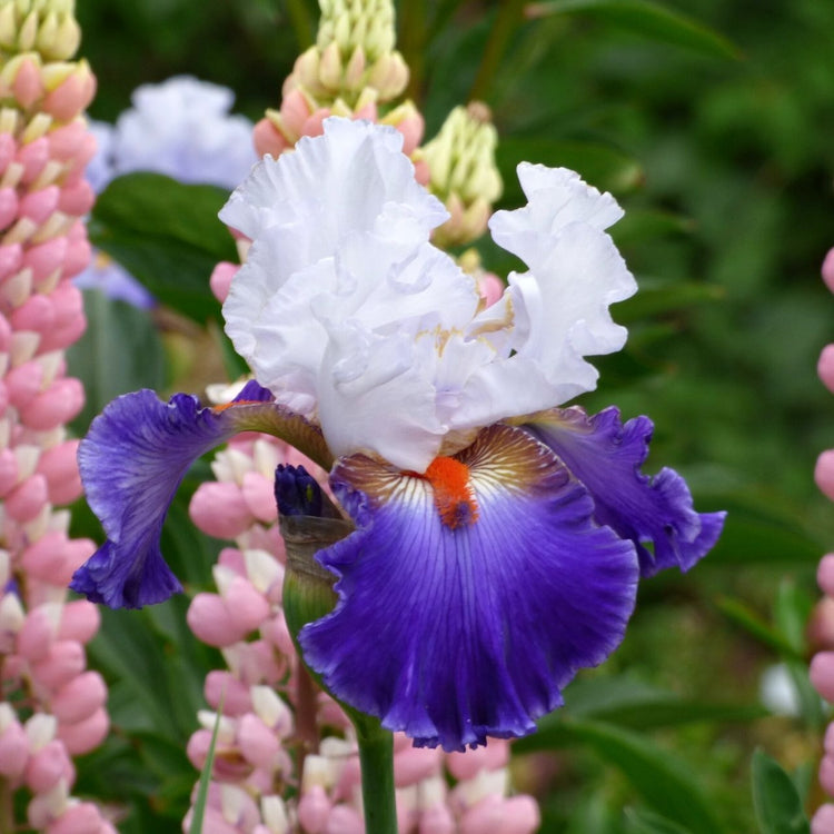 The ruffled, white and purple flowers of bearded iris Ragtop Day, blooming in an early summer garden.