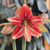 Shop Early Blooming Amaryllis