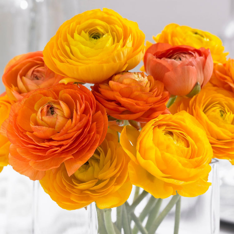 Ranunculus Tomer Orange & Yellow (Fall)