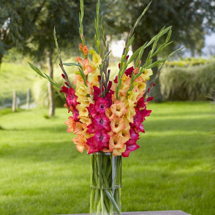 gladiolus indoor plant Gladiolus Paradise Mix