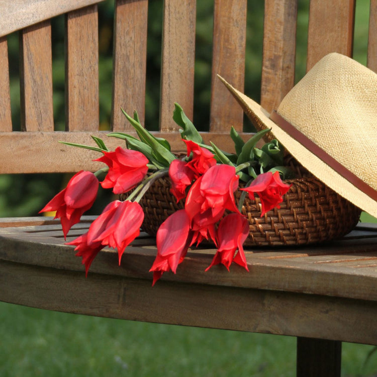A bouquet of lily-flowering tulip Re Street on a garden bench with a straw hat.