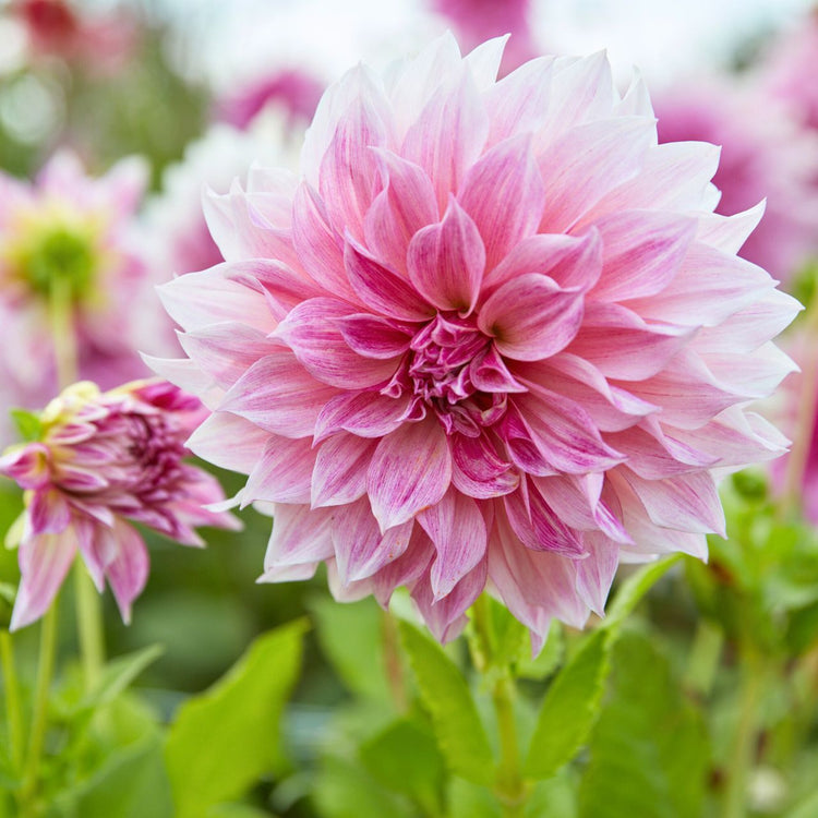 The hot pink, rose, and lilac flowers of dinnerplate dahlia Cafe au Lait Royal.