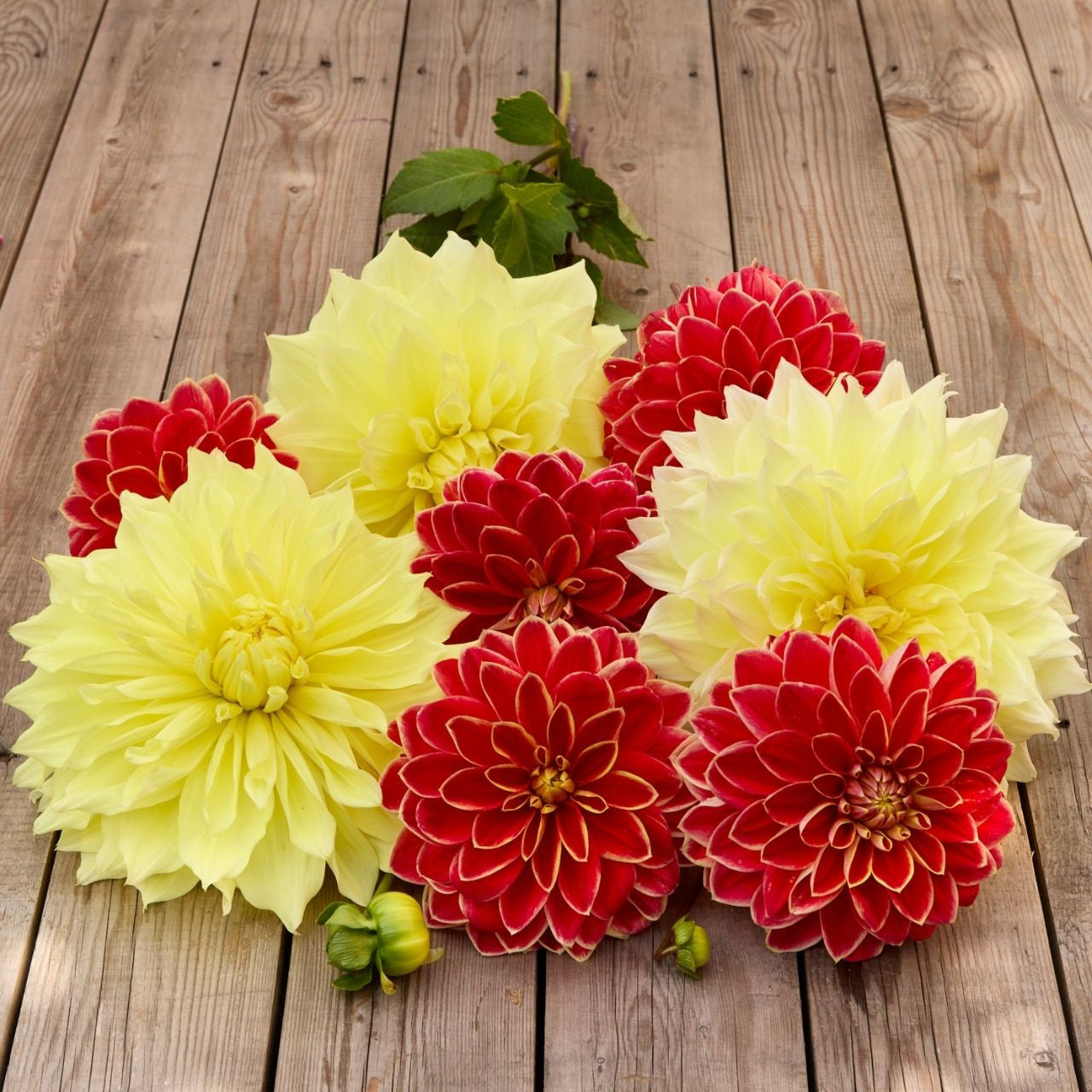 Dahlia Assorted Kelvin Floodlight & Maxime - 4 tuber clumps