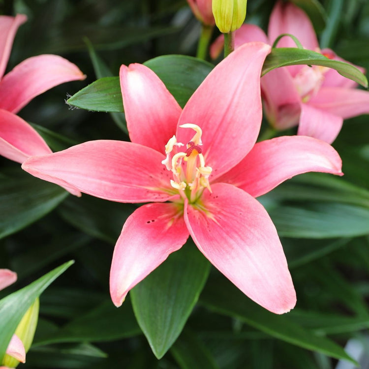 One bloom of coral-pink lily double lady.