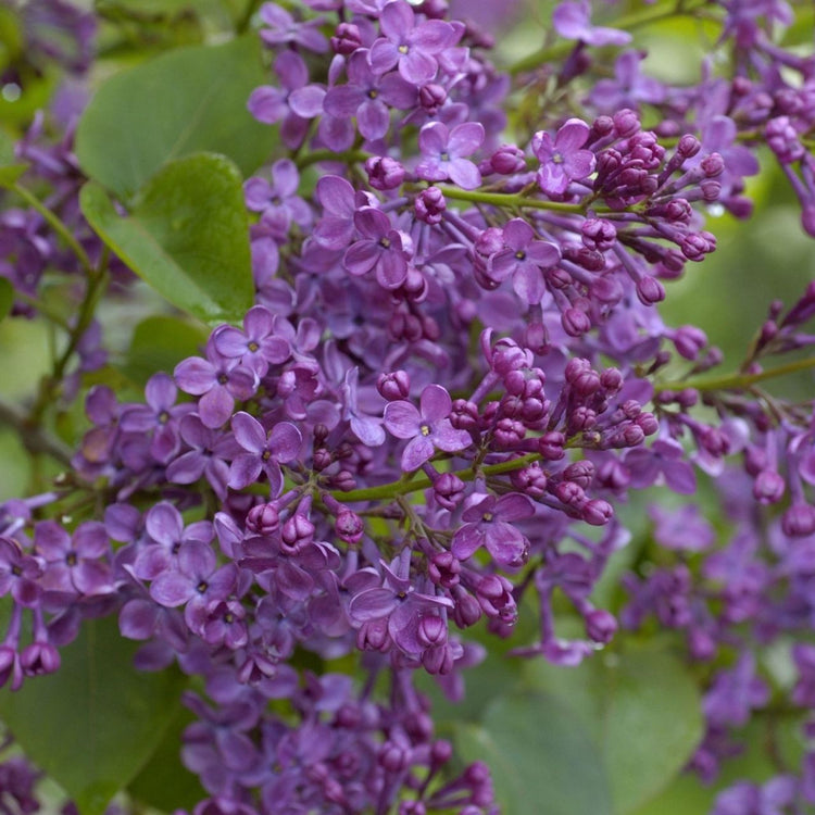 Syringa Vulgaris Yankee Doodle