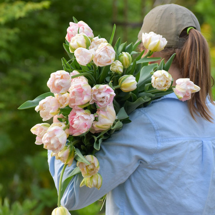 Tulip Double Late Finola