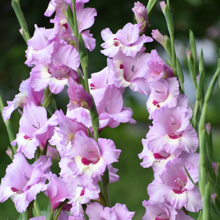 Tricolored gladiolus Zamora, displaying ruffled, orchid-pink flowers with white and burgundy markings at the center of each blossom.