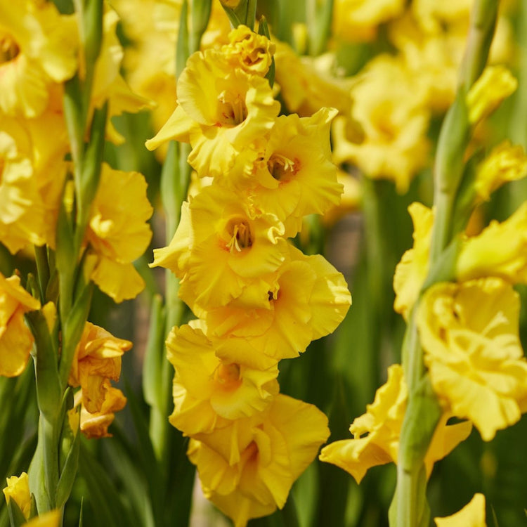 A large planting of gladiolus Strong Gold, which display up to a dozen solid yellow florets on each stalk.