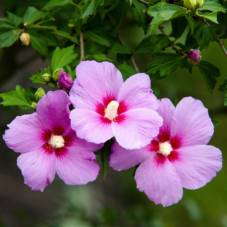 Hibiscus Syriacus Minerva