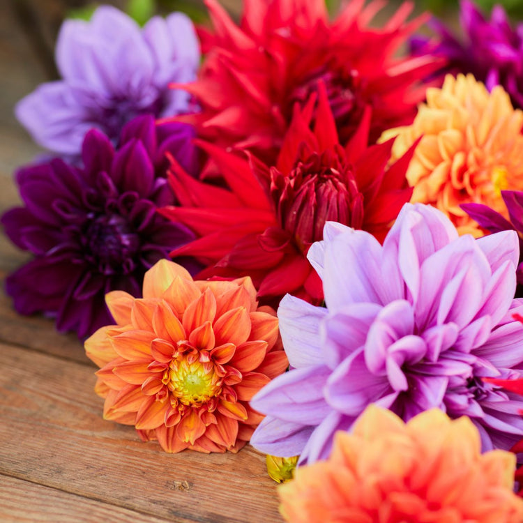 Dahlia Assorted Mulberry Mango Collection