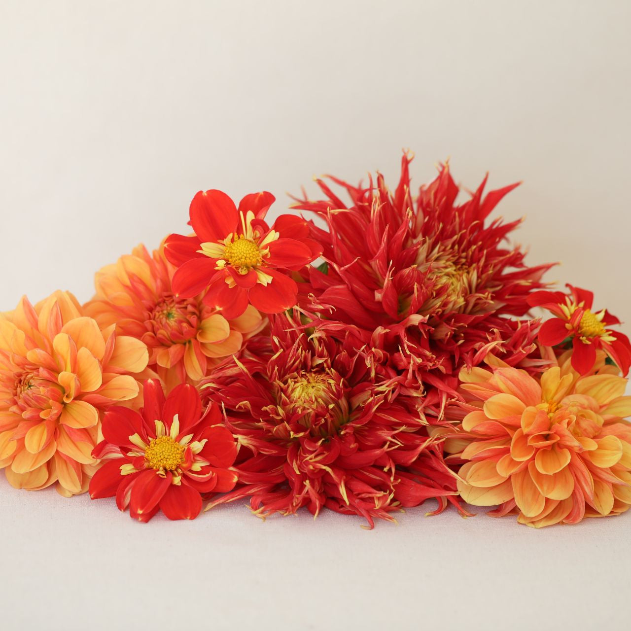 Dahlia Assorted Flirty Fleurs Rio Collection 6 tuber clumps