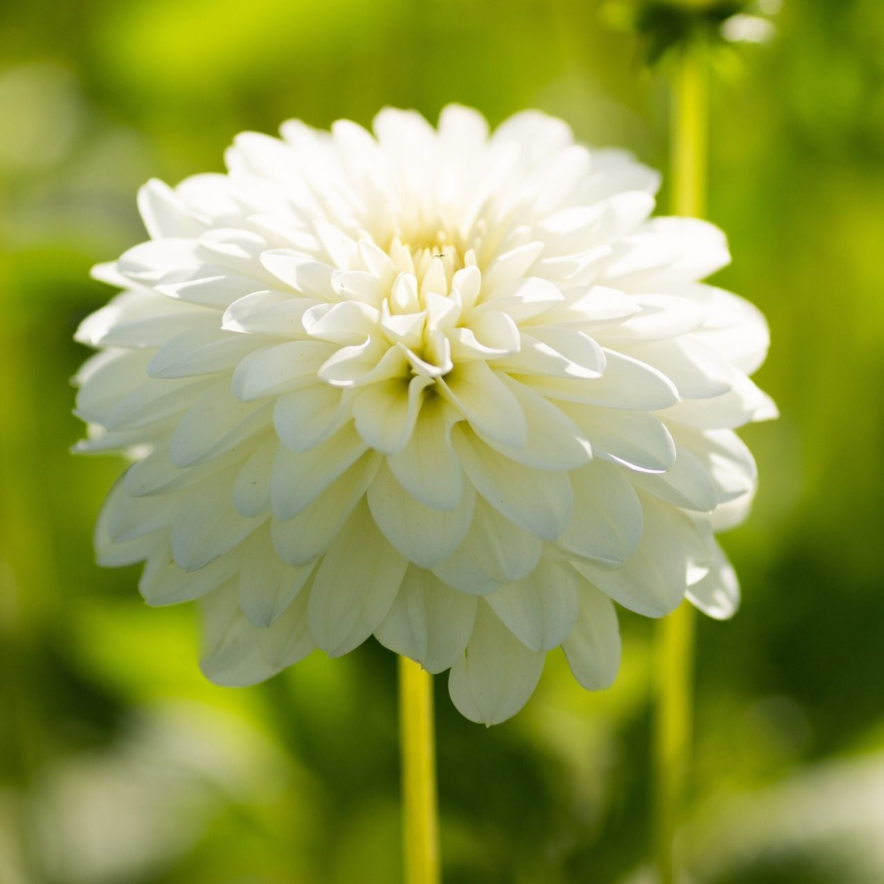 Dahlia Decorative Snow Cap - 2 tuber clumps - Longfield Gardens