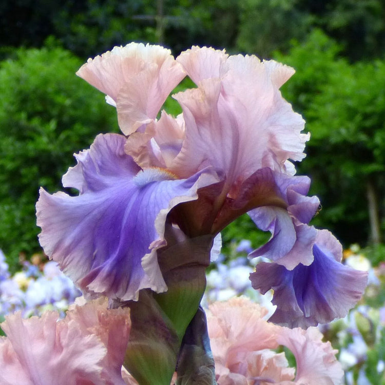 Bearded Iris Florentine Silk