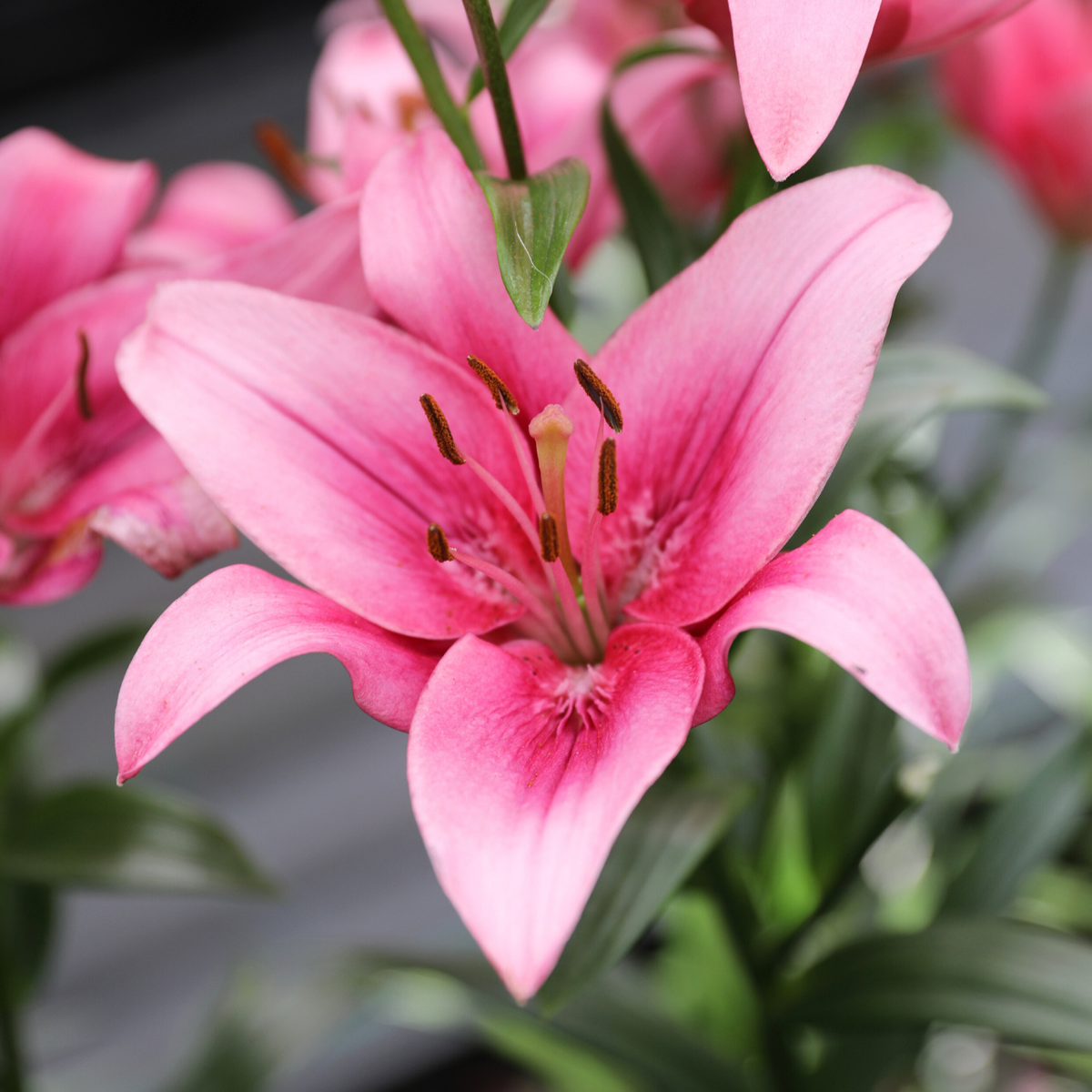 are asiatic lilies drought tolerant Lily Asiatic Sylt (Fall)