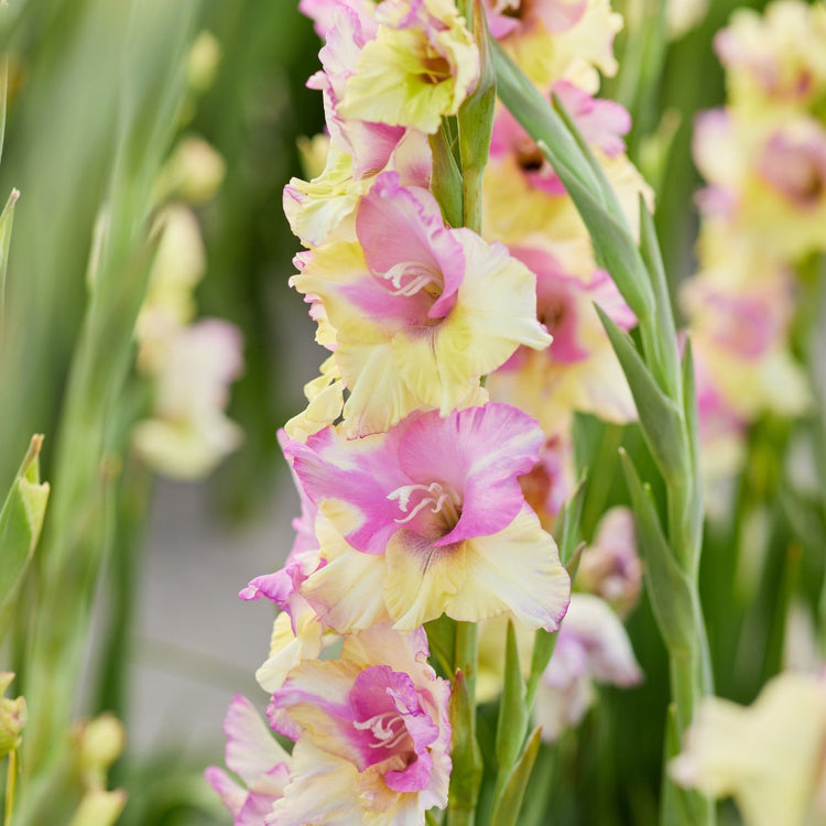 Mon Amour gladiolus, showing one flower spike with a dozen or more pale yellow and soft pink flowers.