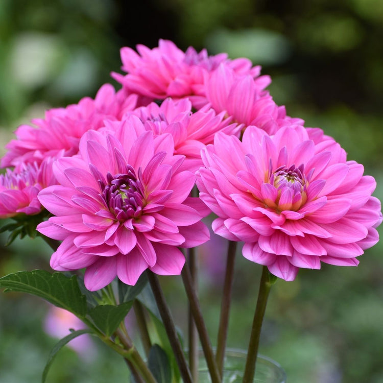 Dahlia Waterlily Onesta